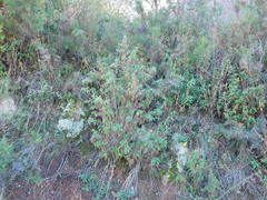 Austrobrickellia arnottii