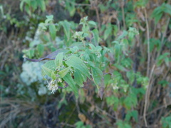 Austrobrickellia arnottii