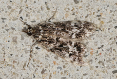 Scoparia crocospila