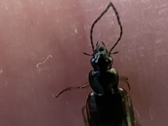 Agonum limbatum