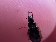 Agonum limbatum