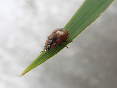 Macrolina