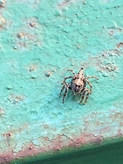 Anarrhotus fossulatus