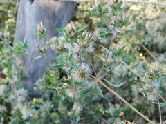 Austrobrickellia patens