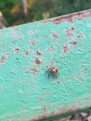 Anarrhotus fossulatus