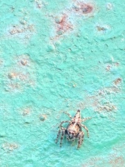 Anarrhotus fossulatus