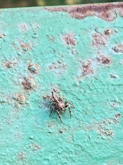 Anarrhotus fossulatus