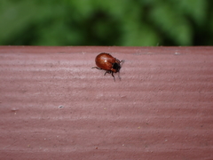 Chrysomela schaefferi