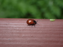 Chrysomela schaefferi