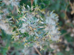 Austrobrickellia patens