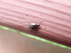 Chrysomela schaefferi