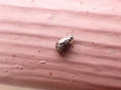 Chrysomela schaefferi