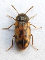 Mycetophagus pluripunctatus