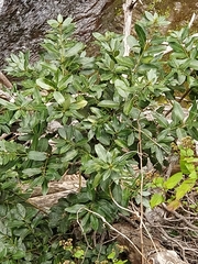 Laurus novocanariensis