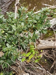 Laurus novocanariensis