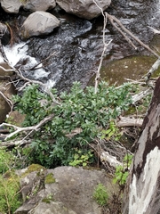 Laurus novocanariensis