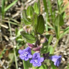 Scutellaria parvula