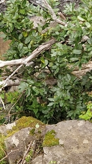 Laurus novocanariensis