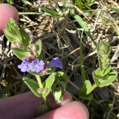 Scutellaria parvula