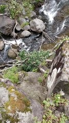 Laurus novocanariensis