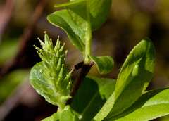 Salix myrtillifolia