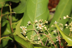Nectandra umbrosa
