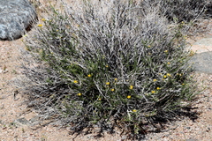 Acamptopappus sphaerocephalus