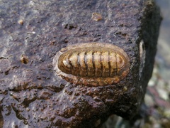 Ischnochiton hakodadensis