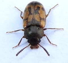 Mycetophagus pluripunctatus