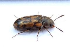 Mycetophagus pluripunctatus