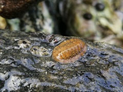 Ischnochiton comptus