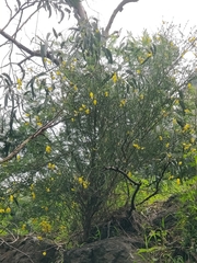 Cytisus scoparius image