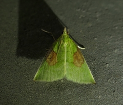 Paramacna arnea