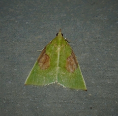 Paramacna arnea