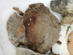 Rhizostomatoidea