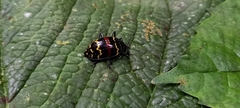 Erotylus buckleyi