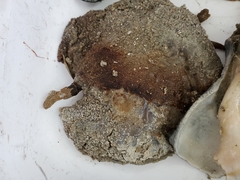 Rhizostomatoidea