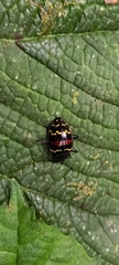 Erotylus buckleyi