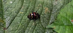 Erotylus buckleyi