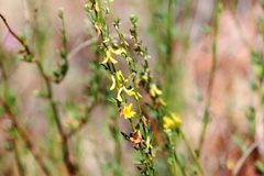 Acmispon glaber glaber