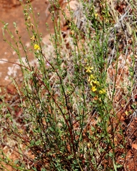 Acmispon glaber glaber