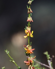 Acmispon glaber glaber