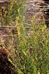 Acmispon glaber glaber