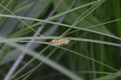 Carex pellita