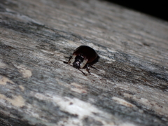 Chrysomela schaefferi