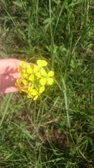 Erysimum asperum