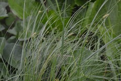 Carex pellita