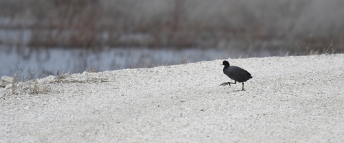 American Coot photographed in Missouri
