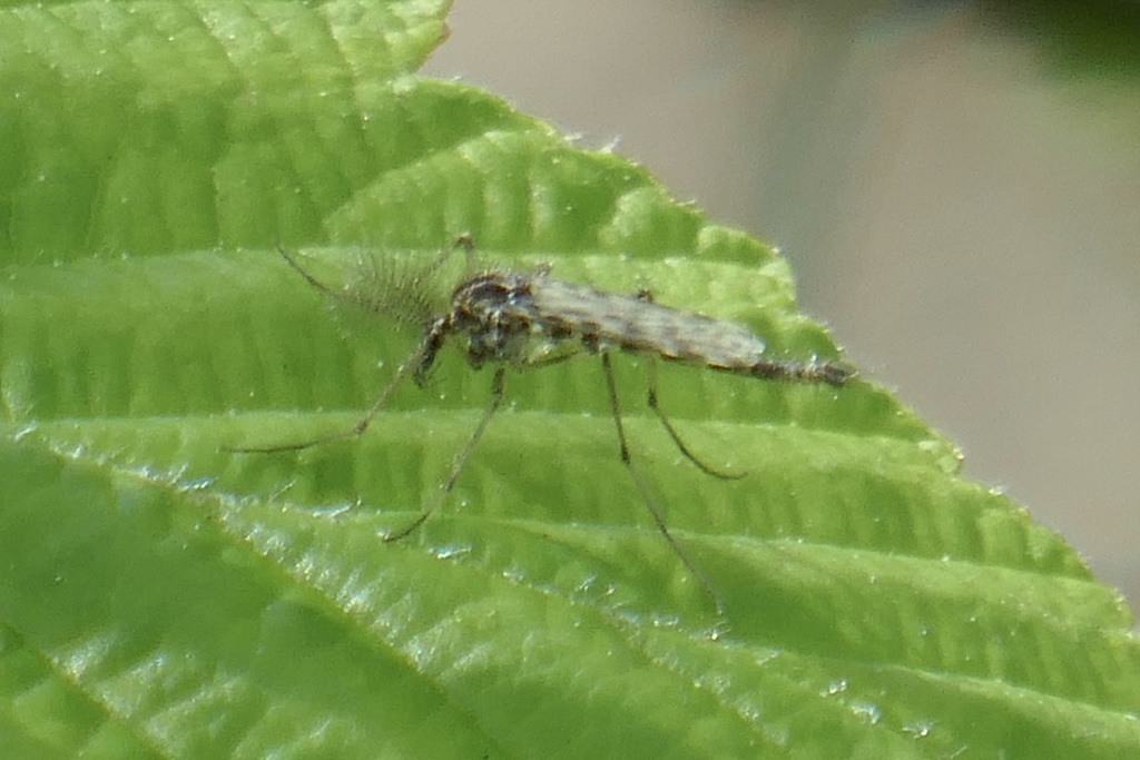 Chaoborus trivittatus