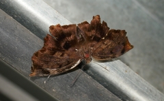 Achlyodes